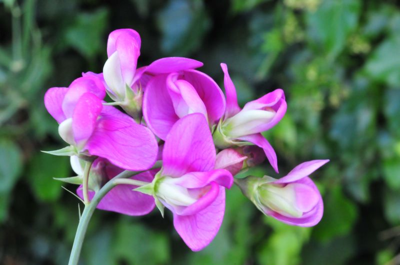 Lathyrus sylvestris / Cicerchia silvestre